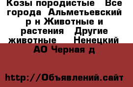 Козы породистые - Все города, Альметьевский р-н Животные и растения » Другие животные   . Ненецкий АО,Черная д.
